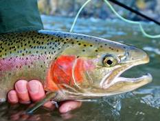 Ловля Форели