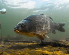 Ловля Карпа