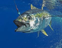 Морская рыбалка