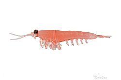 Nikko Kasei Okiami Shrimp